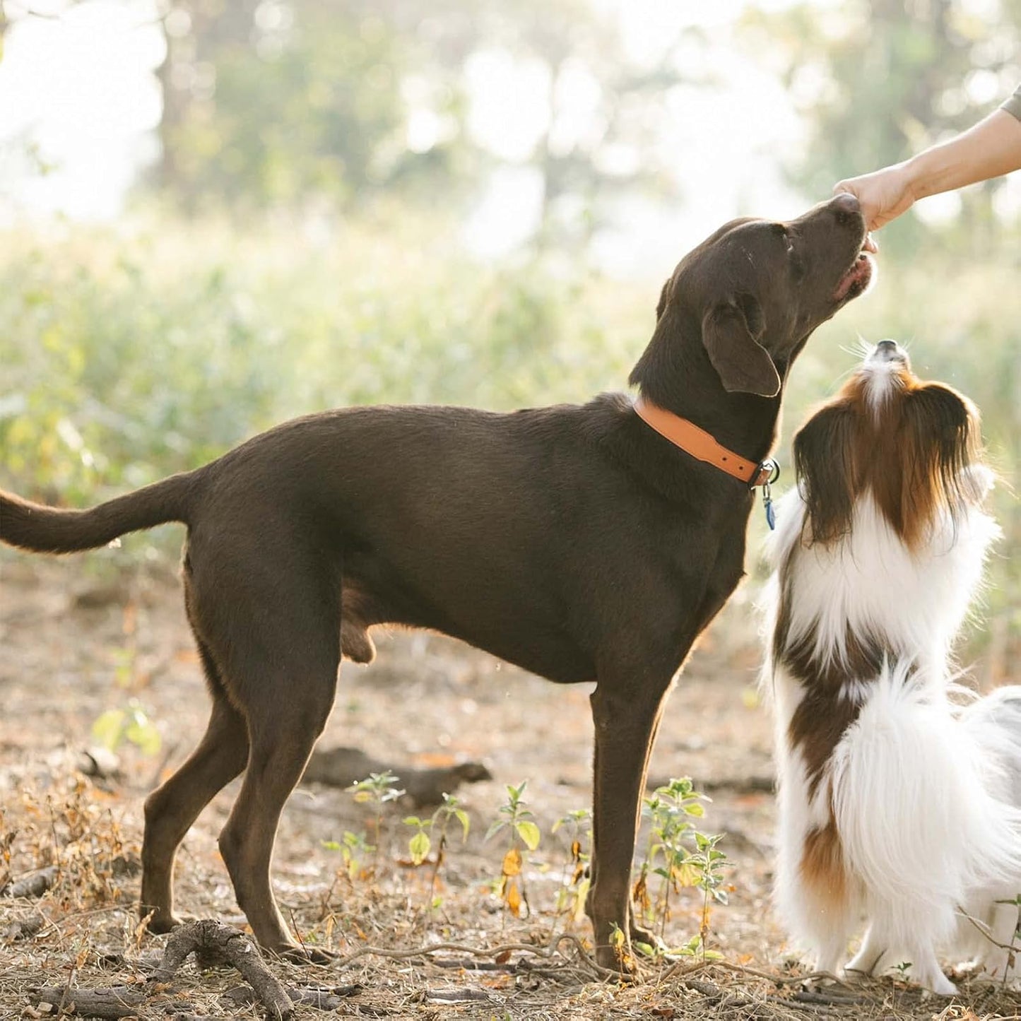 Pawmate Chicken Jerky Tenders, Healthy Natural Dog Treats for Small Medium Large Dogs 12 Counts