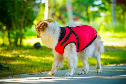 Outdoor dog winter warm coat dog functionla 2-in-1 harness jacket