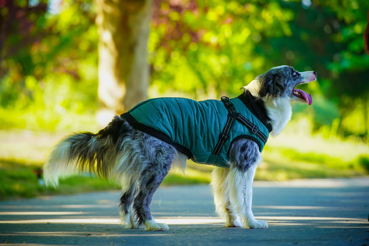 Asmpet 2-in-1 harness winter warm coart