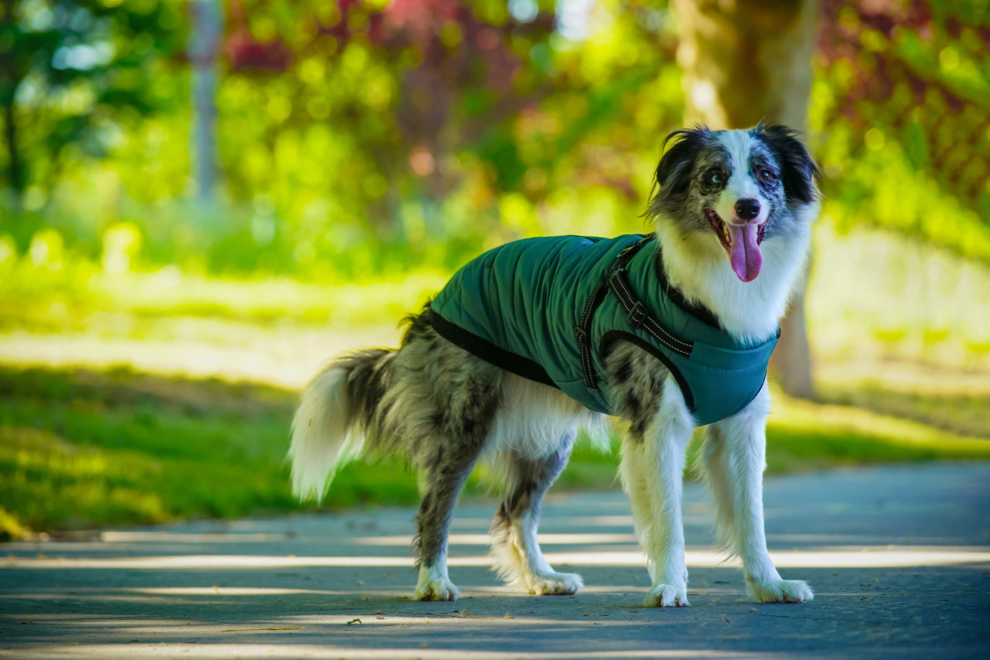 Asmpet 2-in-1 harness winter warm coart