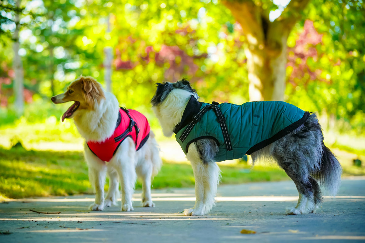 Outdoor dog winter warm coat dog functionla 2-in-1 harness jacket